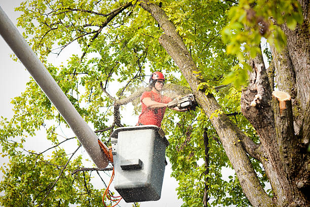 Best Dead Tree Removal  in Salisbury, NC